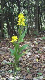 希少品種［キンラン、ギンラン、ギンリョウソウ］