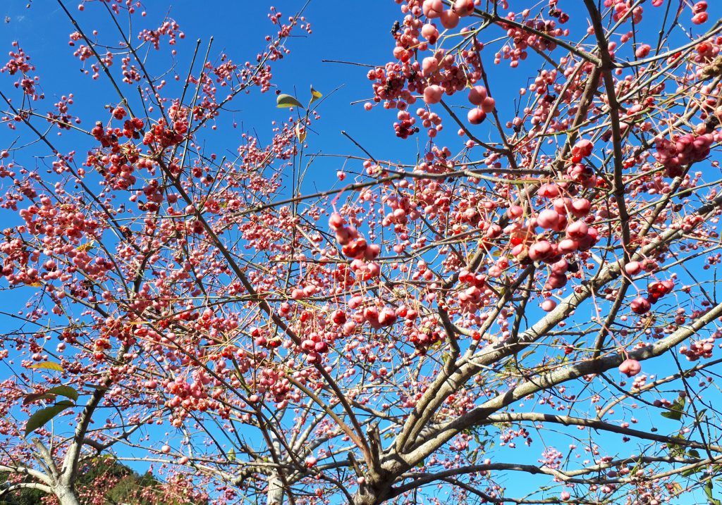 まゆみ（真弓） from日積