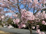 花だより「桜満開」令和４．３．２７